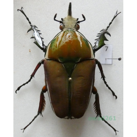 Mecynorhina ugandensis (Moser, 1907) male ex. ovo Uganda7